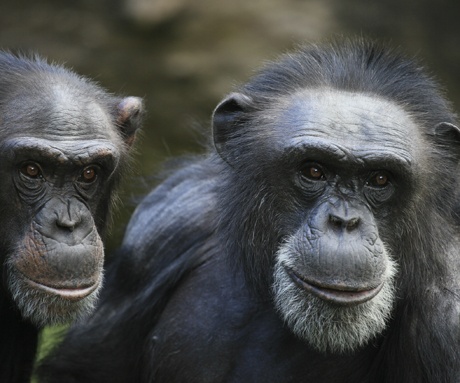 Chimps use gestures to communicate in their hunt for food